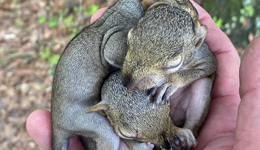 Treasure Island Squirrel Removal Professional Holding Three Small Squirrels